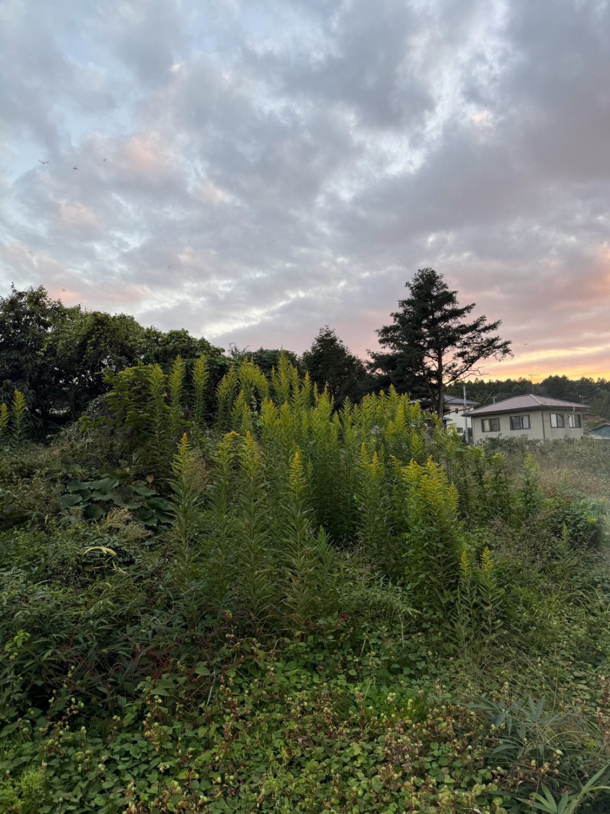 夕暮れの空と木々